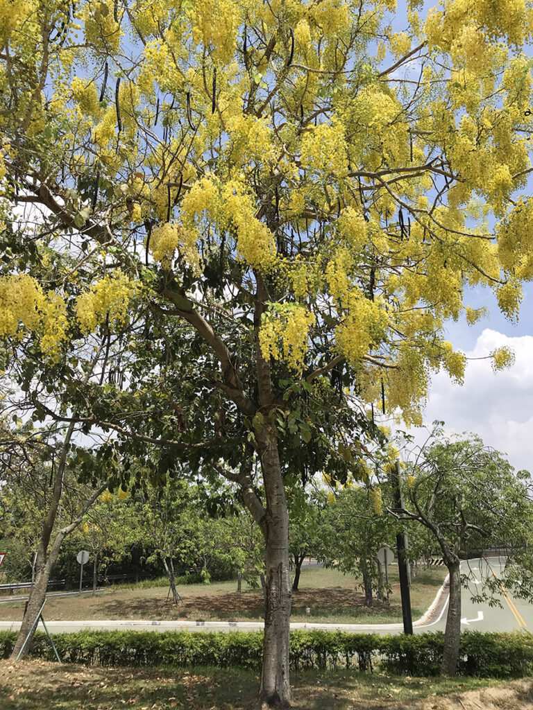 東山服務區阿勃勒花季盛開